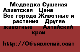 Медведка Сушеная Азиатская › Цена ­ 1 400 - Все города Животные и растения » Другие животные   . Алтайский край